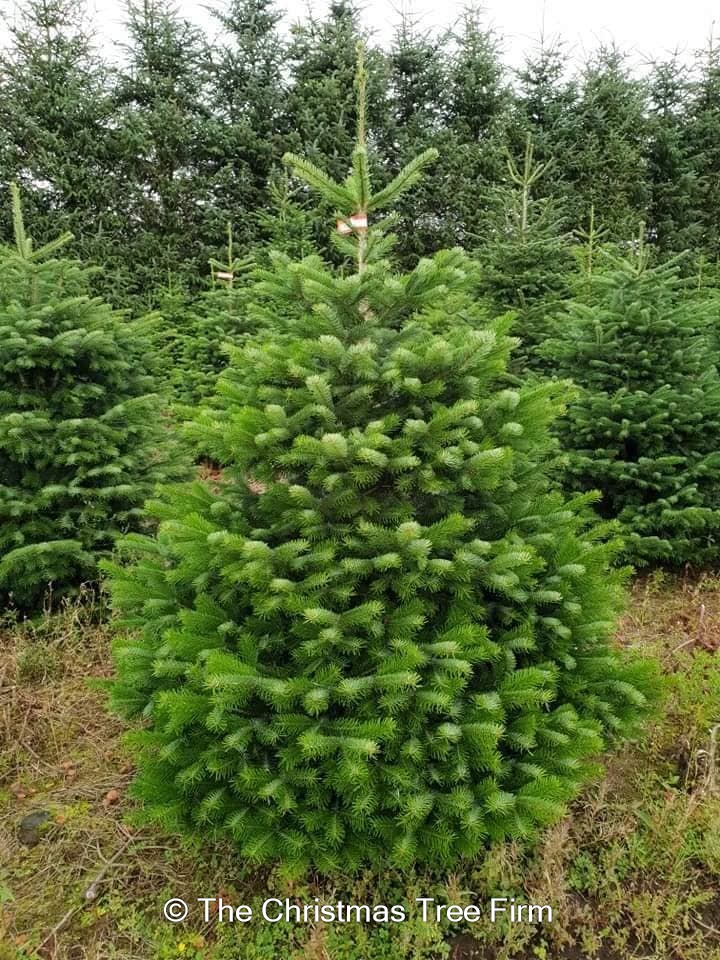 Premium Nordman Fir Best Christmas tree sales service in Cambridgeshire & Bedfordshire The
